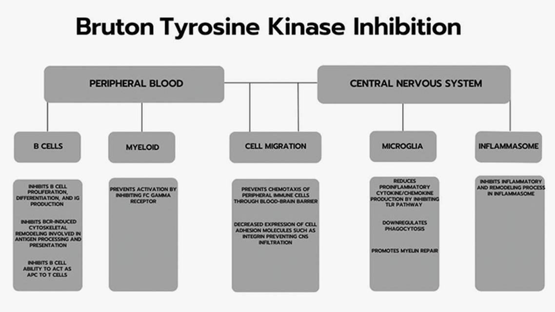 Updates in Bruton Tyrosine Kinase Inhibition for Multiple Sclerosis