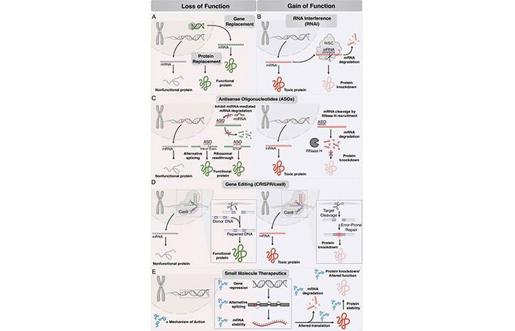 The Emerging Landscape of Targeted Therapeutics for Genetic Neuromuscular Disorders