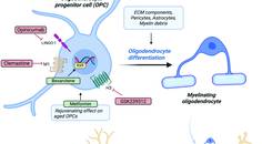 Figure 1 from Cunniffe et al with a diagram of the biology of remyelination and therapeutic targets of recent trials
