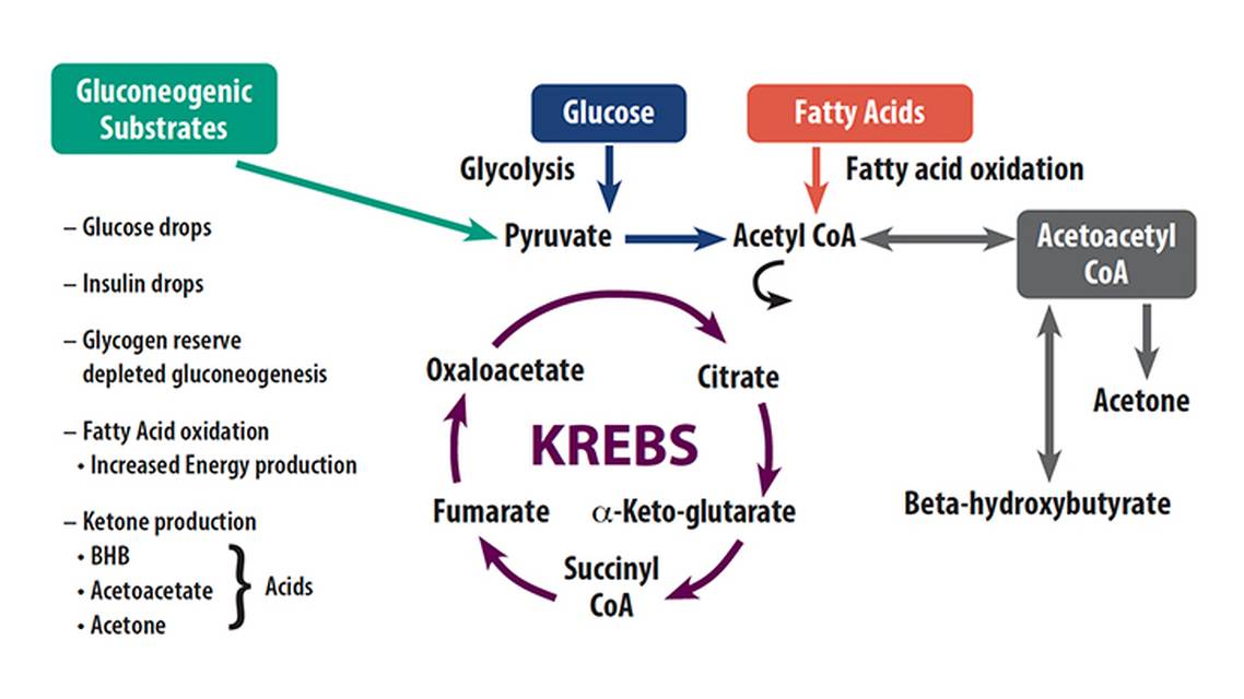 Epilepsy Essentials Ketogenic Diet Therapy Considerations in Clinical Practice