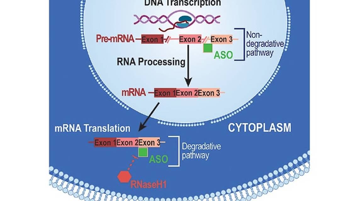 Antisense Oligonucleotide Therapies
