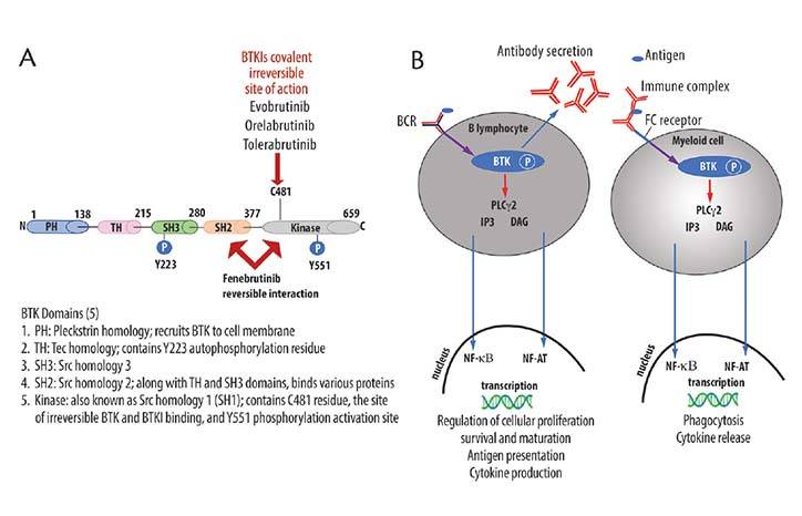 Bruton Tyrosine Kinase Inhibition in Multiple Sclerosis