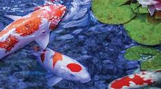 Epilepsy Essentials Insular Epilepsy