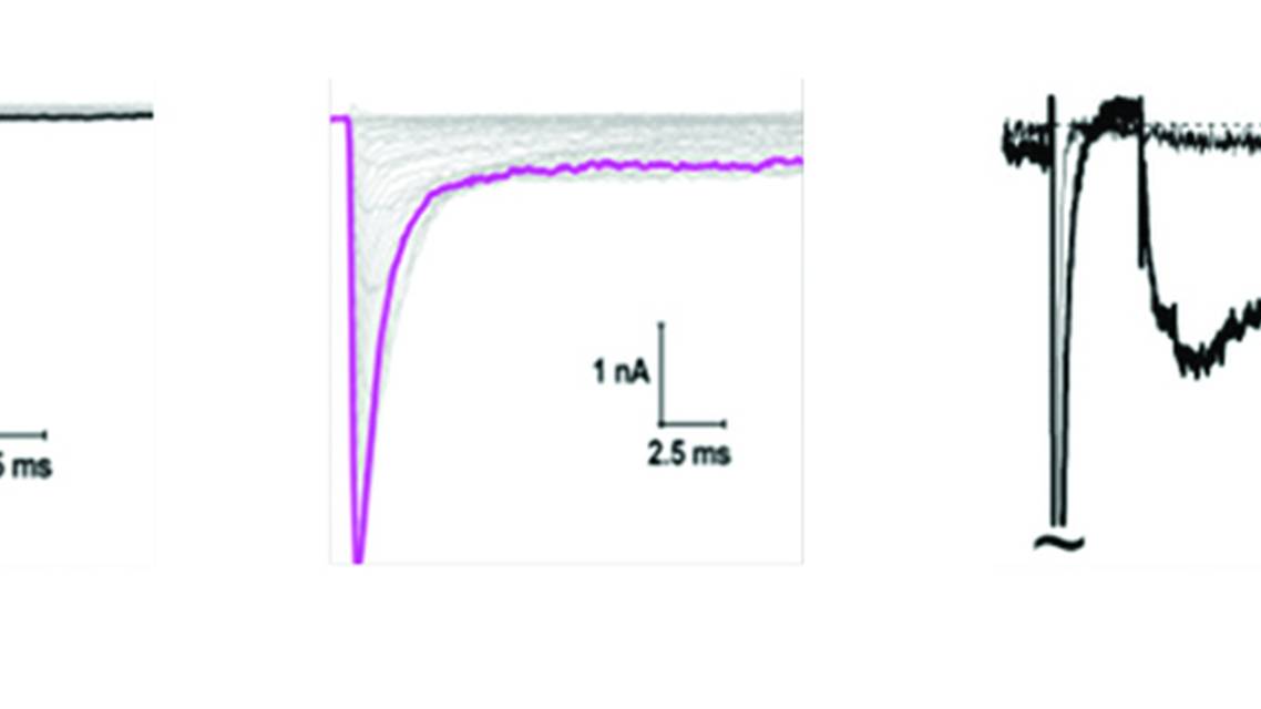 Figure 1 from PN1125CF1Sankar