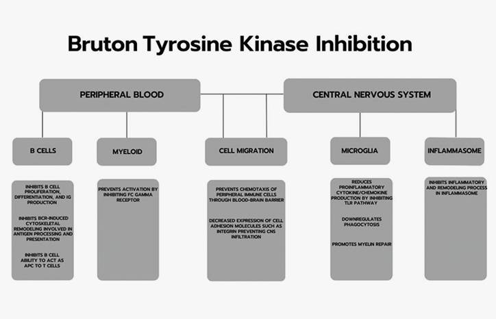 Updates in Bruton Tyrosine Kinase Inhibition for Multiple Sclerosis