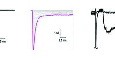 Figure 1 from PN1125CF1Sankar