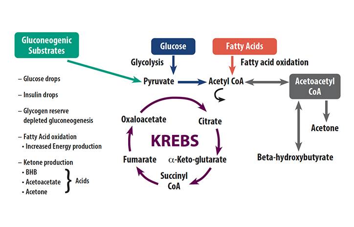 Epilepsy Essentials Ketogenic Diet Therapy Considerations in Clinical Practice