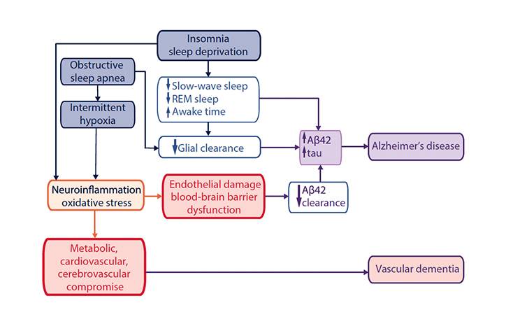 Sleep Disorders and Dementia