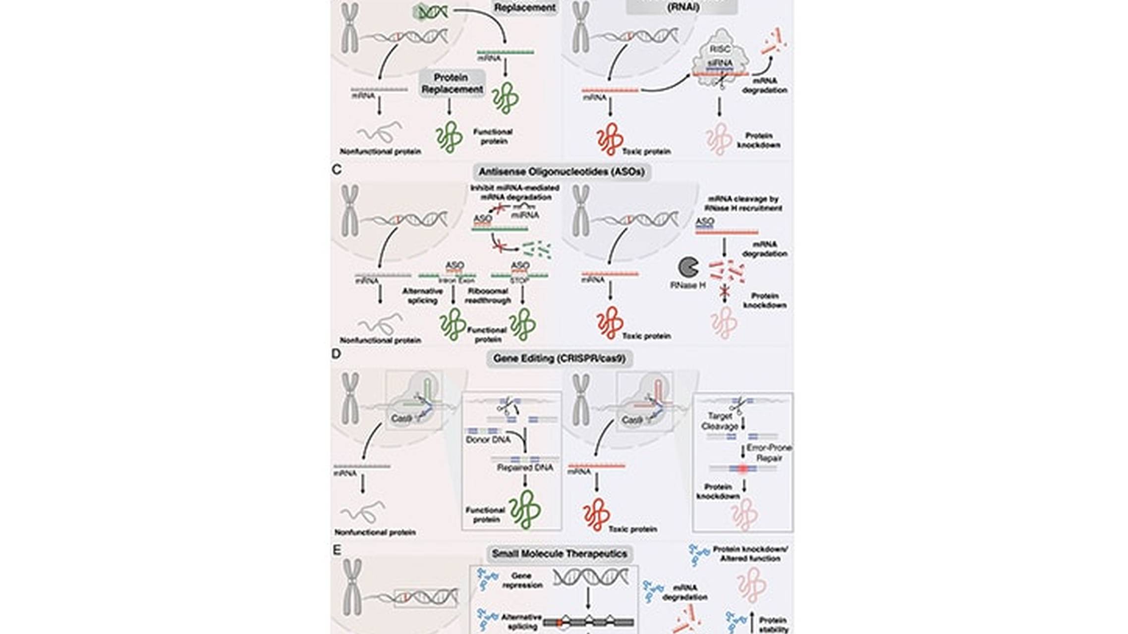 The Emerging Landscape of Targeted Therapeutics for Genetic