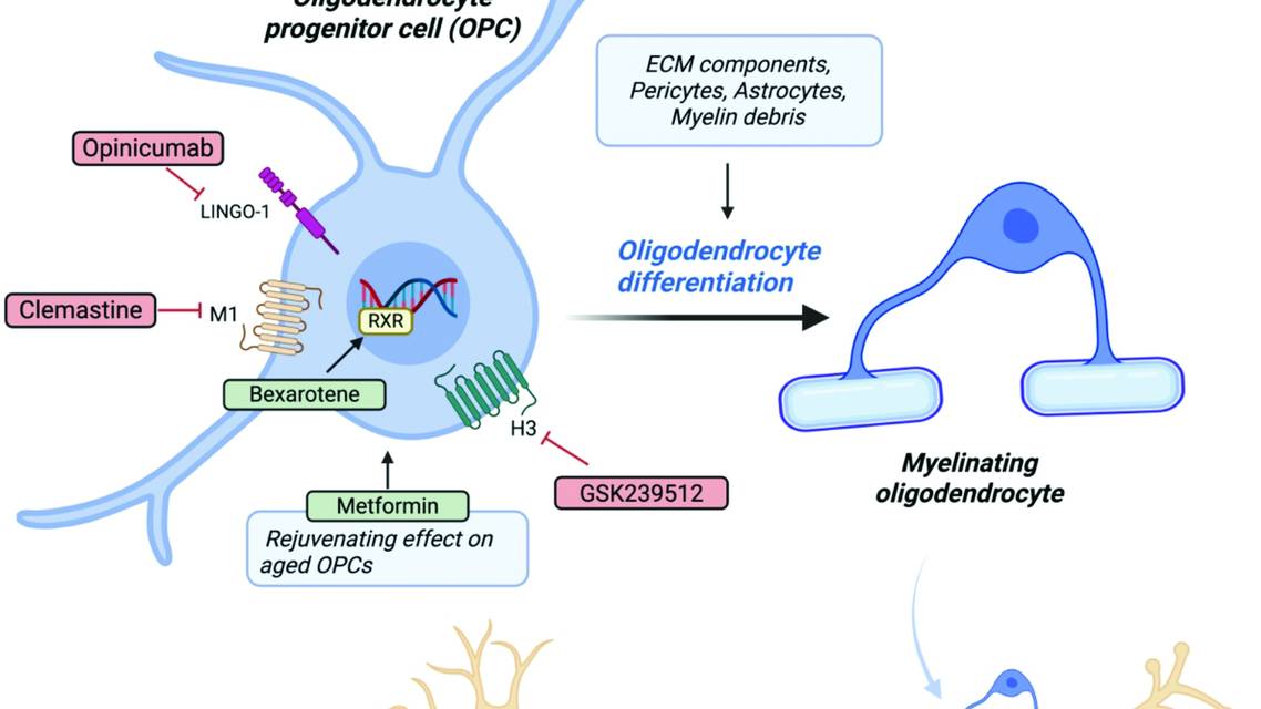 Figure 1 from Cunniffe et al with a diagram of the biology of remyelination and therapeutic targets of recent trials