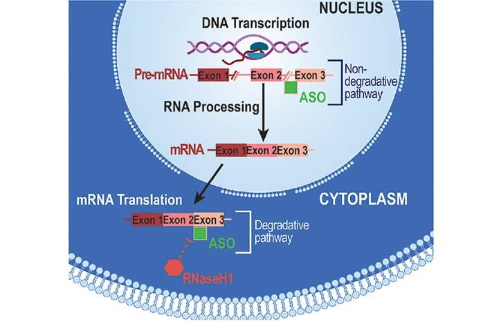 Antisense Oligonucleotide Therapies