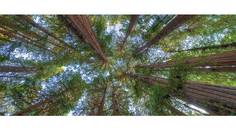 About the Cover Artist