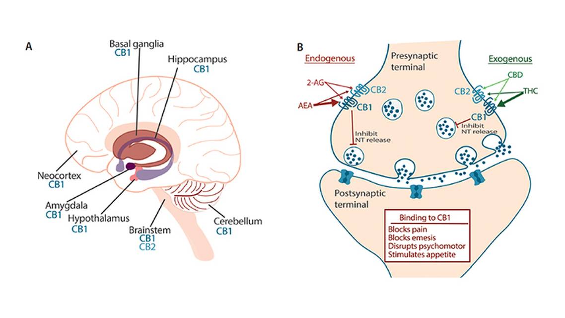 Cannabis and Cannabinoid Therapies for Headache