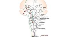 Movement Disorders Moment Pain and Palliative Care in Movement Disorders
