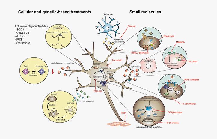 Neuromuscular Notes New and Emerging Therapies in ALS