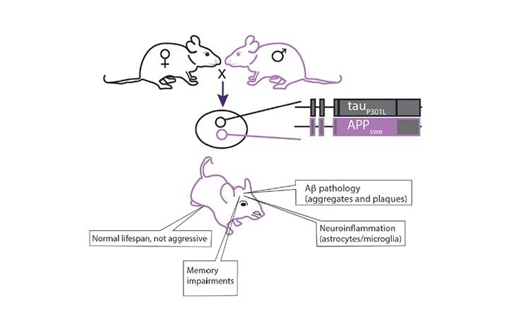 Dementia Insights What Do Animal Models ofAlzheimers Disease Tell Us