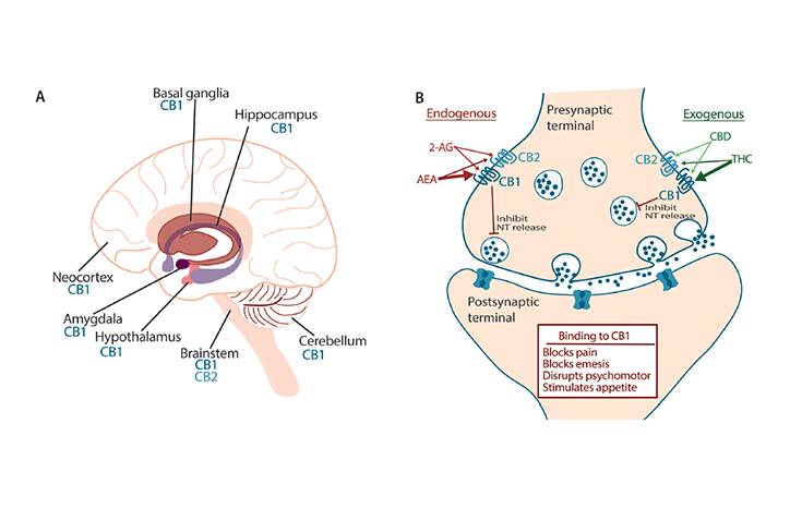 Cannabis and Cannabinoid Therapies for Headache