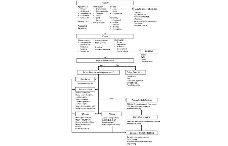 Clinical Diagnostic Evaluation of Dystonia