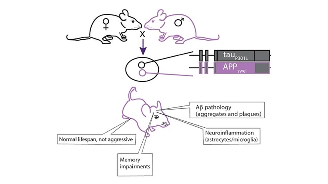 Dementia Insights What Do Animal Models ofAlzheimers Disease Tell Us