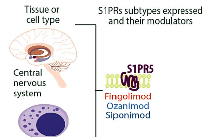 Sphingosine 1 Phosphate Modulators for Multiple Sclerosis