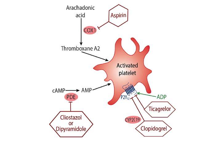 Antiplatelet Therapies After Ischemic Stroke