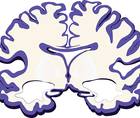 Diversity in Aging Related Neuroimaging Research