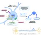 Figure 1 from Cunniffe et al with a diagram of the biology of remyelination and therapeutic targets of recent trials