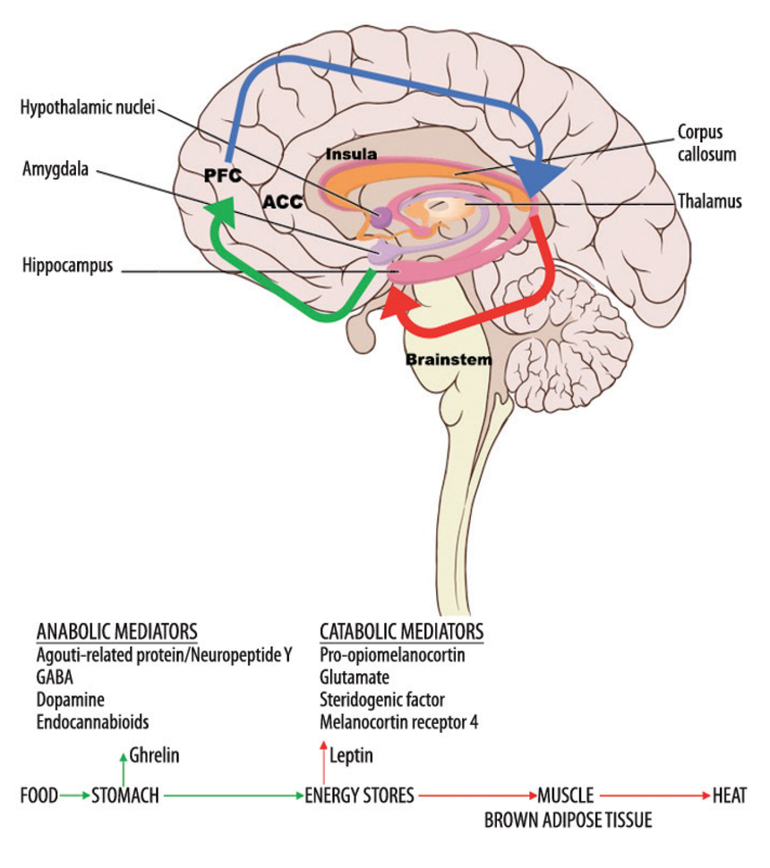 Balance Pathways Cortex The Cognitive Consequences of Obesity