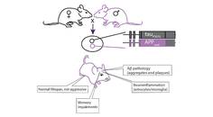 Dementia Insights What Do Animal Models ofAlzheimers Disease Tell Us