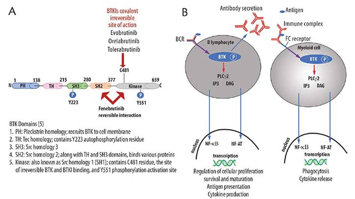 Bruton Tyrosine Kinase Inhibition in Multiple Sclerosis