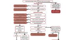 Neuromuscular Notes Neuronopathies