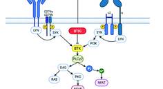 Fox and Graham Figure 1