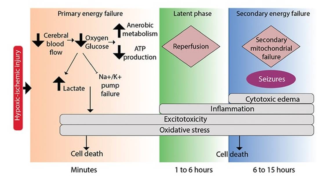 Therapeutic Hypothermia Effects on Brain Development