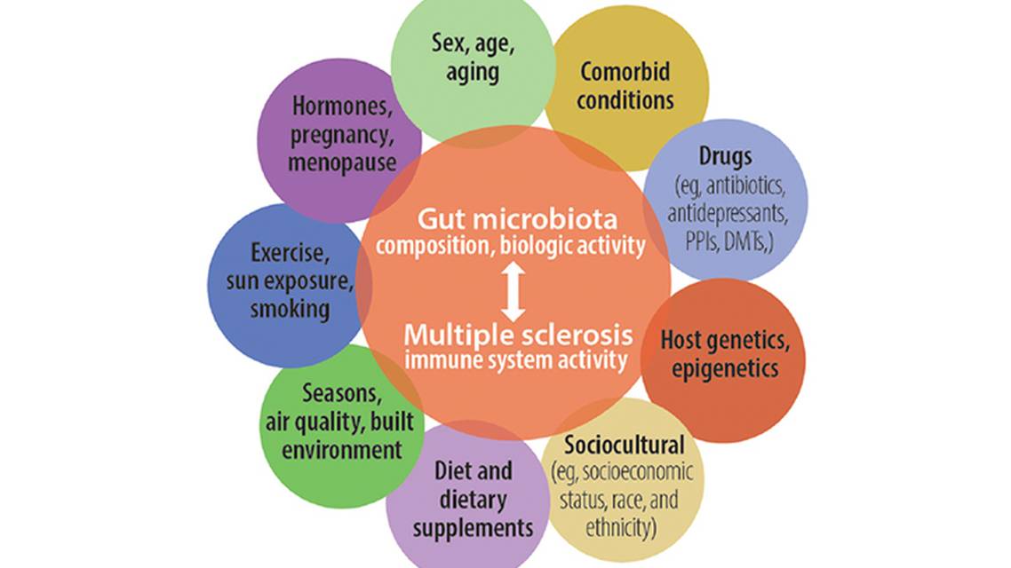 MS Minute Multiple Sclerosis and the Gut Microbiome