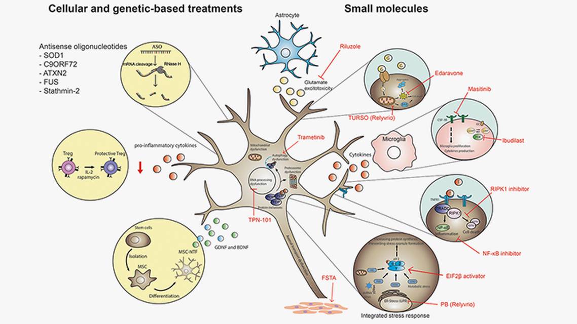 Neuromuscular Notes New and Emerging Therapies in ALS