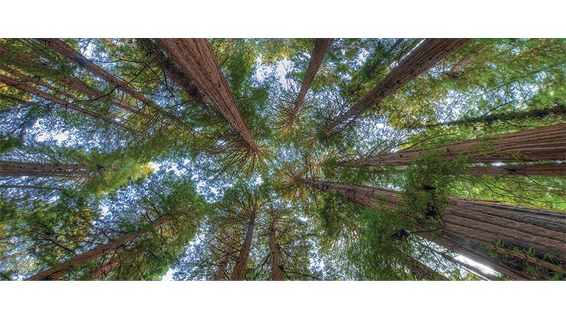 Pain and Headache A Continuum