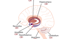 Movement Disorders Moment Medicinal Marijuana for Movement Disorders