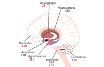 Movement Disorders Moment Medicinal Marijuana for Movement Disorders