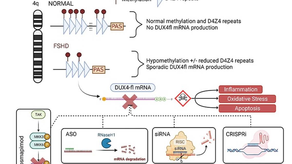 Therapeutic Approaches to Neuromuscular Repeat Disorders Facioscapulohumeral Muscular Dystrophy and Myotonic Dystrophy Type