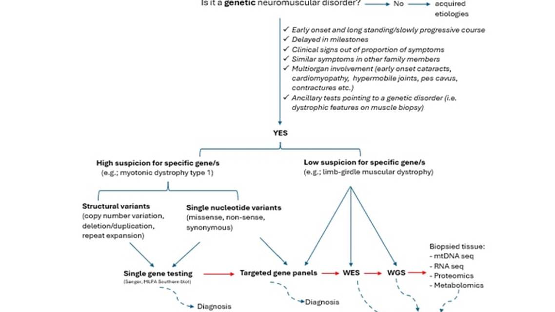 Neuromuscular Notes Genetic Testing for Neuromuscular Diseases