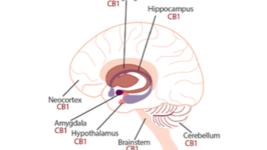 Movement Disorders Moment Medicinal Marijuana for Movement Disorders