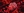 Blod Clot Thrombus