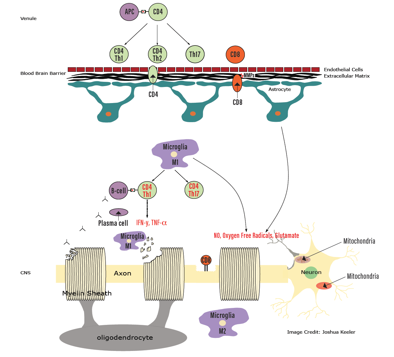 Immunopathogenesis of Multiple Sclerosis