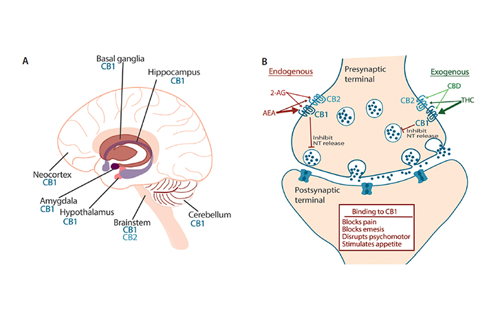 Cannabis and Cannabinoid Therapies for Headache -