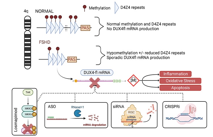 Repeat Practcal Therapeutic Approaches to Neuromuscular Repeat Disorders: Fa